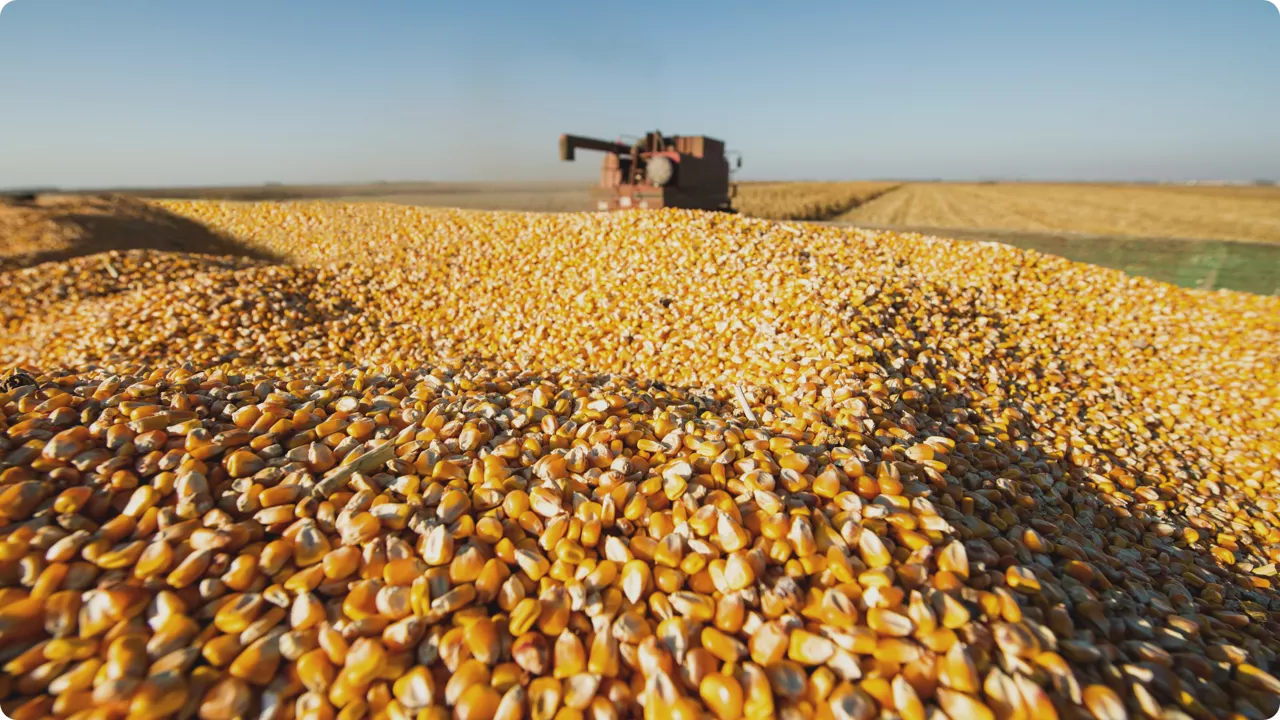nasiona kukurydzy na polu